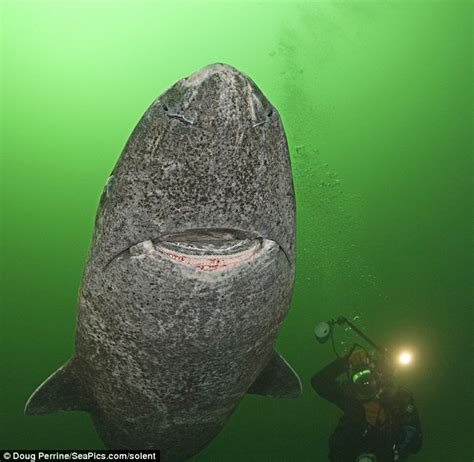 400 year old shark found in the arctic is world s oldest living vertebrate