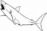 Shark Coloring Pages Hungry Sharks Printable Color Getcolorings Nonsensical sketch template