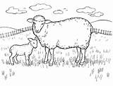 Drawing Sheep Lamb Getdrawings sketch template