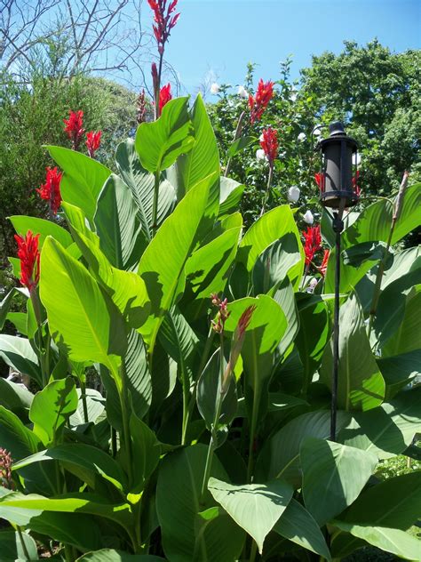 attract hummingbirds   yard  planting canna lily lilies