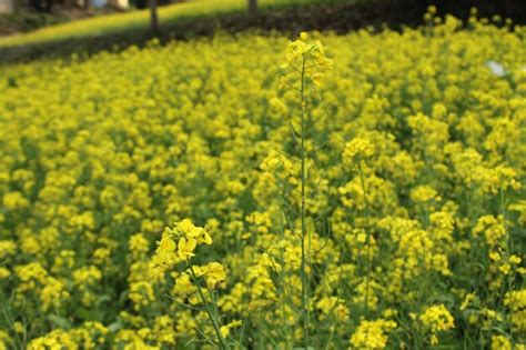 premium photo mustard plant