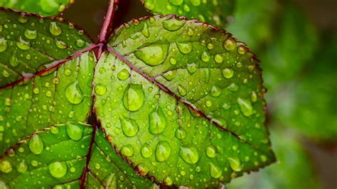 Hd Wallpaper Water Droplets On Green Leaf 4k Ultra Hd