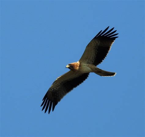 birdwalkermonday    pego marjal alicante booted eagle hieraaetus pennatus