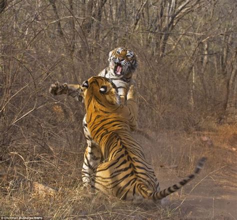 tiger savages male  stole dinner daily mail