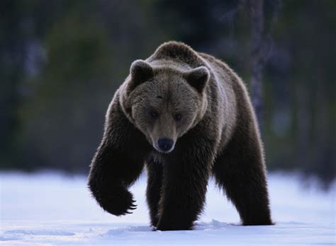 animal  grizzly bear
