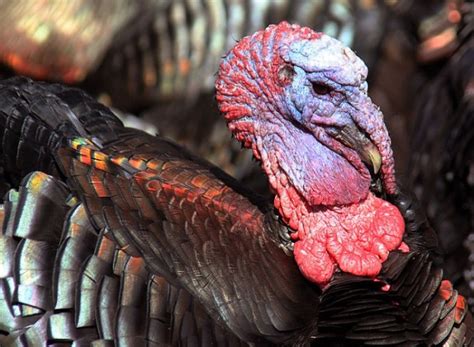 For Turkeys Sex Appeal Less About Genes Ones Born With Than Their