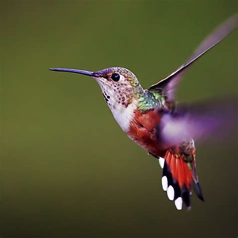 hummingbird wallpaper background  pictures