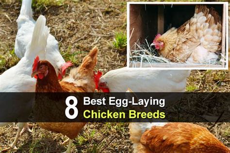 8 Best Egg Laying Chicken Breeds Homestead Survival Site Laying