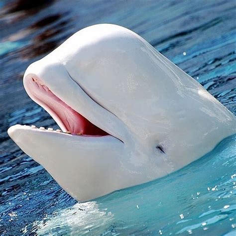 earth pics on twitter beluga whale beluga whale