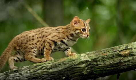 fun facts  didnt    rusty spotted cat