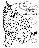 Coloring Pages Bobcat Big Cats Popular sketch template