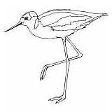 Birds Coloring Pages Sandpiper Leg sketch template