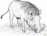 Coloring Pig Warthog Javali Warzenschwein Wildschwein Ausmalbild Hog Mamba Comendo Colorare Facocero Selvagem Porco Supercoloring Afrikanisches Africano Encontrado Nadar Hogs sketch template