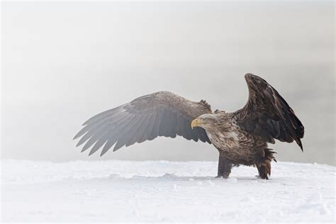 white tailed eagle  wings spread bird photography prints