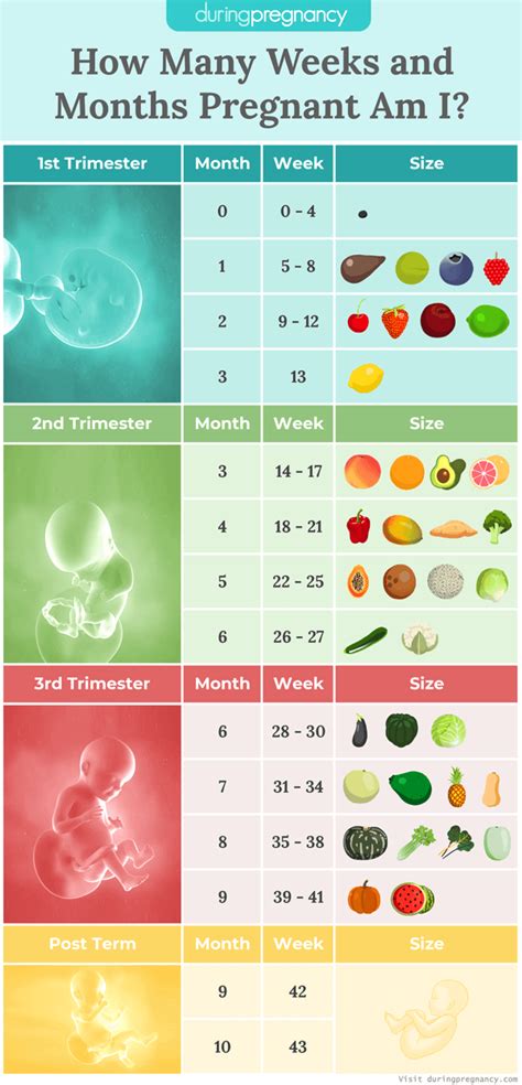 weeks    months    size chart pregnancy calculator pregnancy