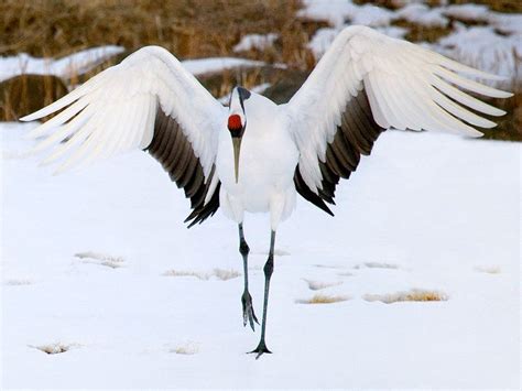red crowned crane hokkaido krasivye ptitsy ekzoticheskie domashnie