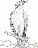 Coloring Eagle Hawk Crested Pages Changeable Hawks Birds Supercoloring Drawing Printable sketch template