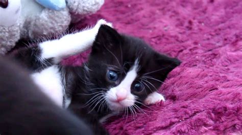 4 week old black and white kittens youtube
