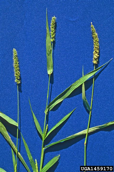bristly foxtail setaria verticillata