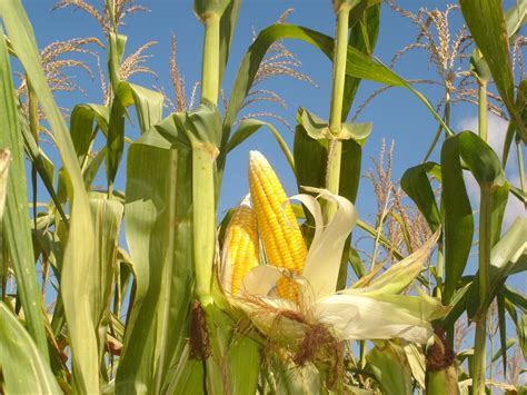 treatment benih jagung  mengoptimalkan pertumbuhan vegetatif awal  sebagai pencegahan