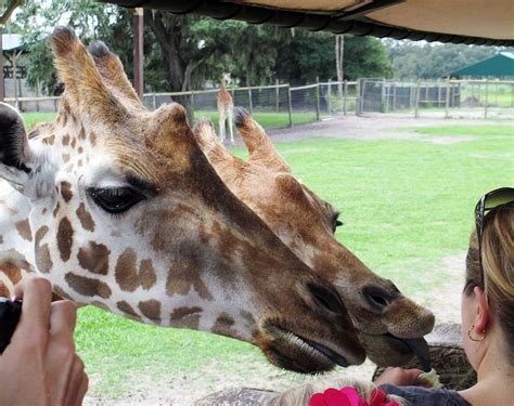 giraffe ranch farm tours photo gallery florida vacation florida travel mini segway wildlife