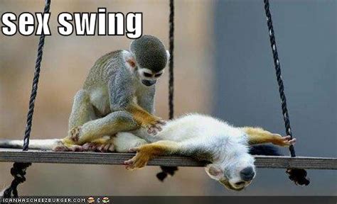 Sex Swing Cheezburger Funny Memes Funny Pictures