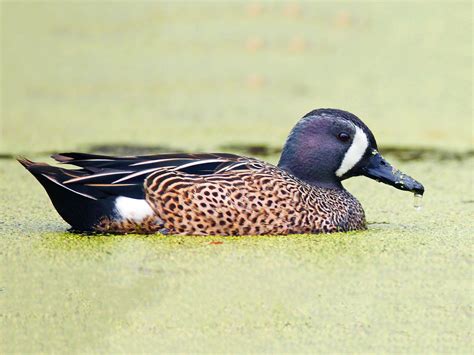 blue winged teal ebird