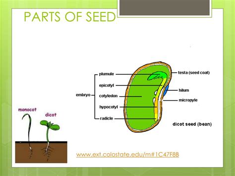 seeds powerpoint    id