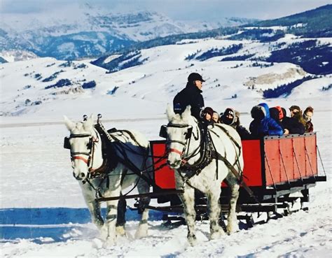 National Elk Refuge Sleigh Rides National Elk Refuge Sleigh Rides