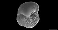 Afbeeldingsresultaten voor "globorotalia Scitula". Grootte: 194 x 100. Bron: www.mikrotax.org