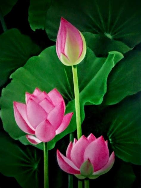 Lotus Flowers Painting By Ramana Rao Padala