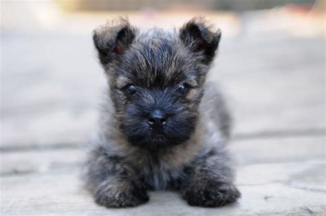 cairn terrier puppy cairn terrier puppies terrier puppies terrier dogs