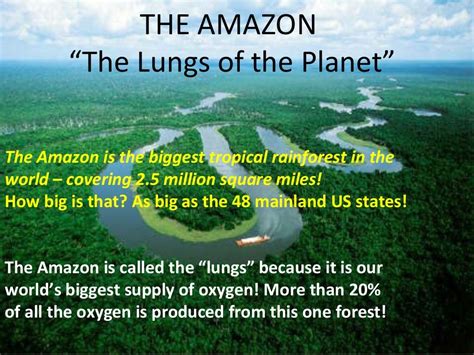 lungs   planet earth