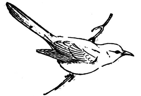 cuckoo bird outline coloring pages cuckoo bird outline coloring pages