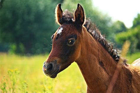 photo horse foal thoroughbred arabian  image  pixabay