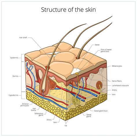 layers  skin  reform skincare