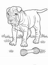 English Coloring Pages Mastiff Getcolorings Simple Color Dog Printable sketch template