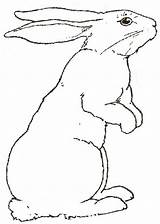 Rabbit Pages Rabbits Hare 1126 Sketchite Kidsworksheetfun Homecolor sketch template