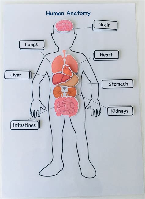 menselijke anatomie menselijke organen het menselijk etsy nederland  xxx hot girl