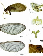 Afbeeldingsresultaten voor "chiridius Pacificus". Grootte: 144 x 185. Bron: www.researchgate.net