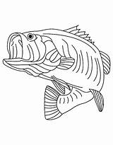 Bass Coloring Fish Pages Drawing Fishing Clipart Largemouth Walleye Mouth Large Color Boat Striped Book Predator Sea Outline Drawings Printable sketch template