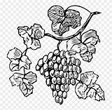 Grapes Wine Vine sketch template