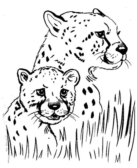 cheetah cub coloring pages  getcoloringscom  printable