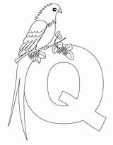 Coloring Letter Alphabet Pages Animal Printable Kids Letters Quail Queen Template Color Print Preschool Whydah Book Quetzal Abc Sheets Da sketch template