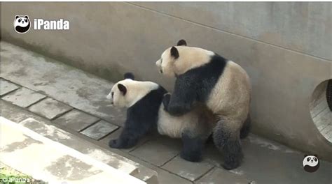Lu Lu The Panda Sets New Sex Record In China Lasting 18