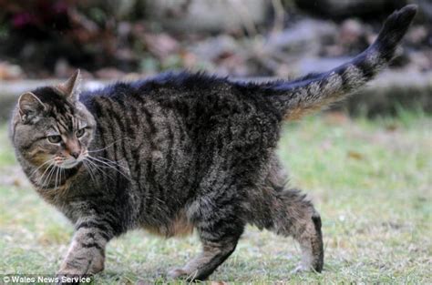 can lucy 39 really be the oldest cat in the world daily mail online