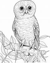 Owl Coloring Pages Big Eyed Printable Burrowing Realistic Drawing Barn Print Sheets Hoot Pdf Printables Activity Designlooter Animals Gif Getdrawings sketch template