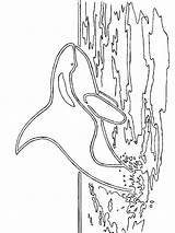 Zeedieren Kleurplaten Kleurplaat Dieren Mewarnai Malvorlagen Orca Hewan Laut Binatang Colorare Animasi Gambar Colorear Seetiere Marini Malvorlage Animaatjes Ausdrucken Dibujos sketch template