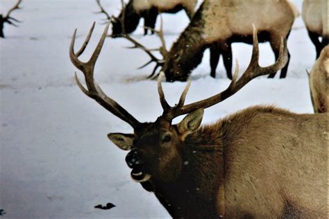 National Elk Refuge Sleigh Rides National Elk Refuge Sleigh Rides