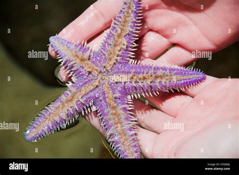underside purple starfish  res stock photography  images alamy